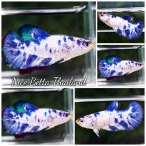 Female Betta fish Blue Marble HM