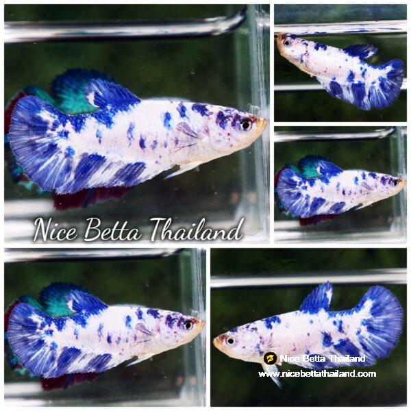 Female Betta fish Blue Marble HM