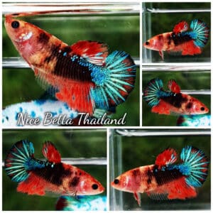 Female Betta Fish Halloween Black Light HM