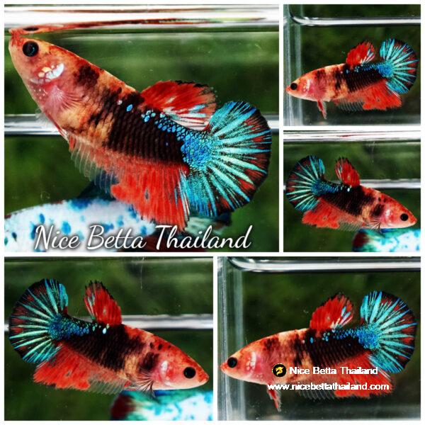 Female Betta Fish Halloween Black Light HM