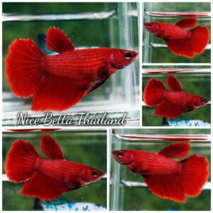 Female Betta Fish Super Red HM