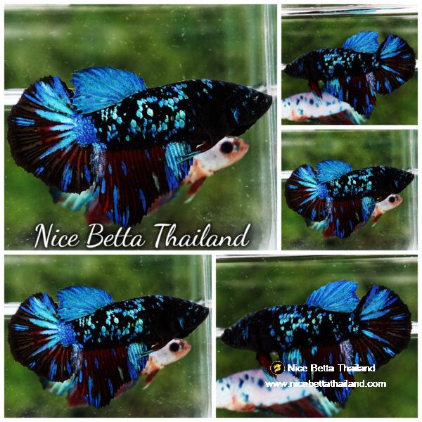 Female Betta fish Vampire Blue Black Star Avatar HM