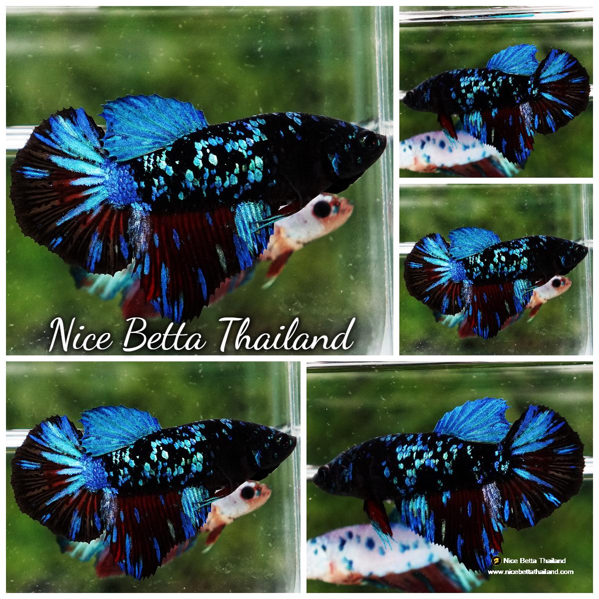 Female Betta fish Vampire Blue Black Star Avatar HM