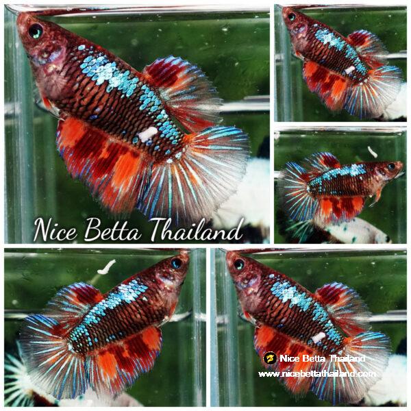 Female Betta fish Dark Nemo On Fire HM