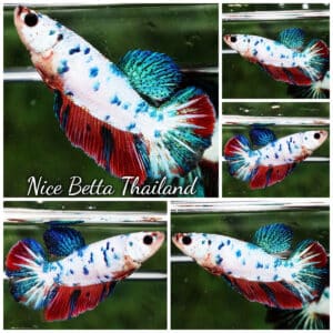 Female Betta fish Magical Fancy Marble Series HM