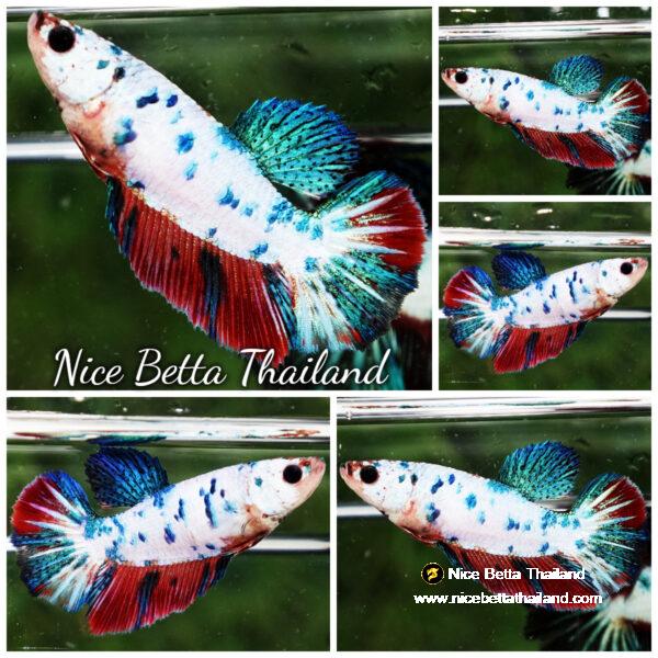 Female Betta fish Magical Fancy Marble Series HM