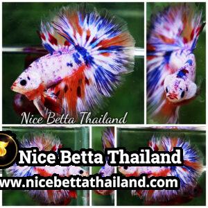 Betta Fish Siam Rainbow Candy Nemo OHM