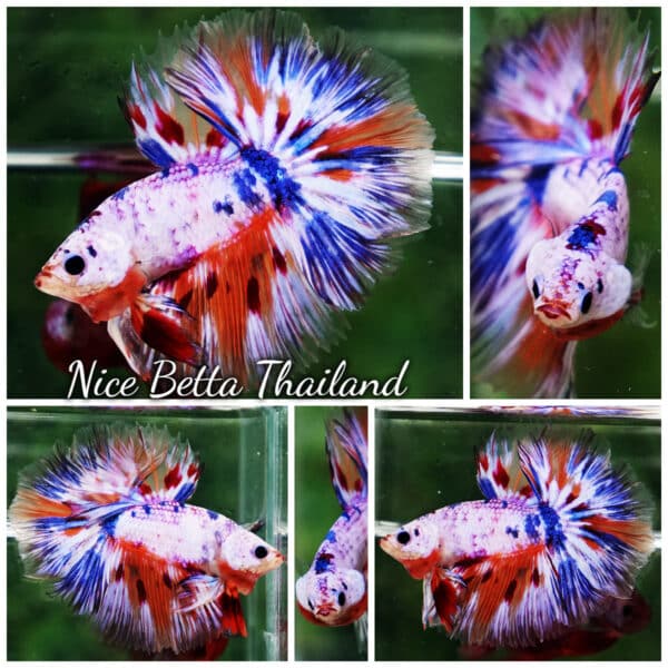 Betta Fish Siam Rainbow Candy Nemo OHM