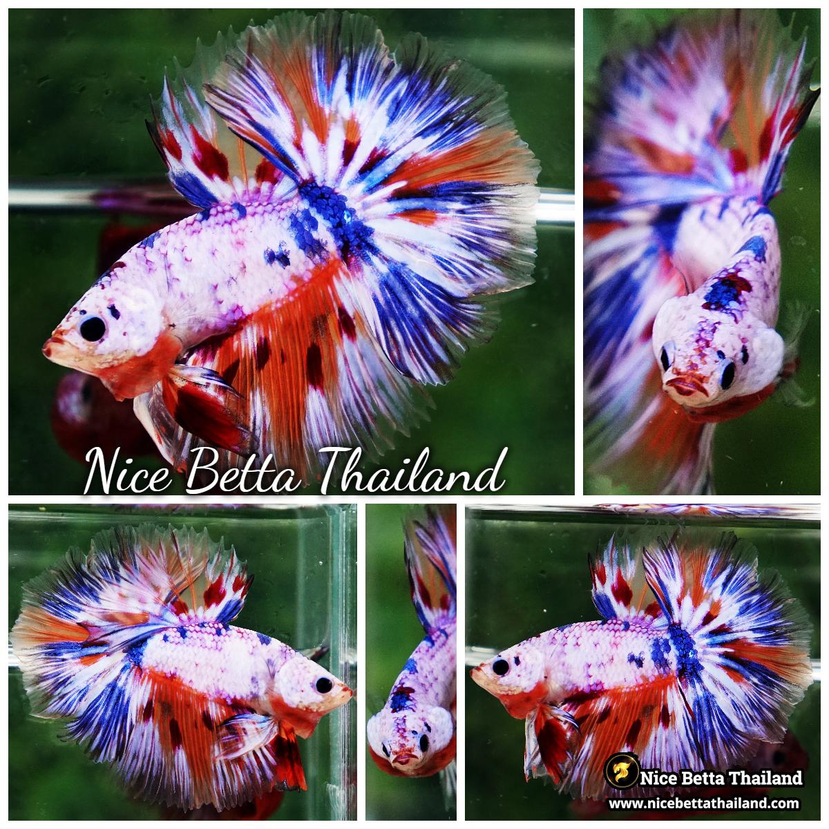 Betta Fish Siam Rainbow Candy Nemo OHM