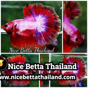 Betta Fish Fancy Magical Sweetie Pony Hawk OHM