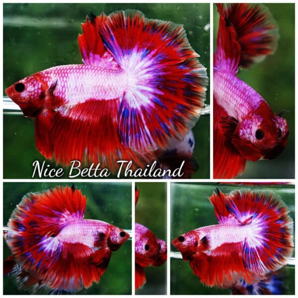 Betta Fish Fancy Magical Sweetie Pony Hawk OHM