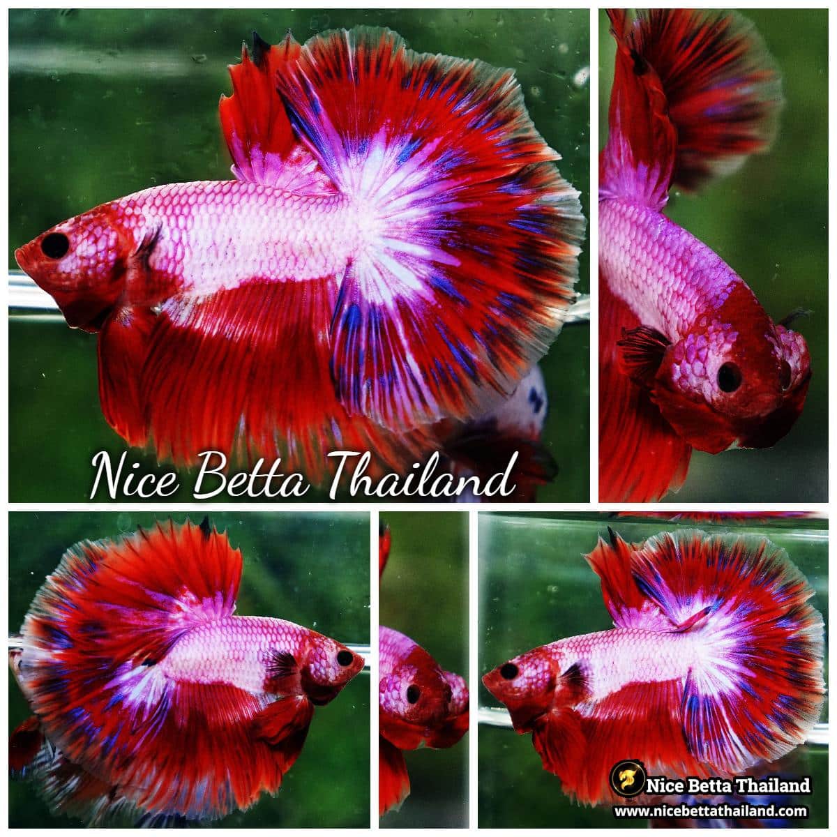 Betta Fish Fancy Magical Sweetie Pony Hawk OHM