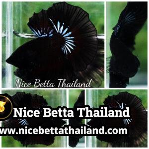 Betta Fish The Black Dread Hawk OHM