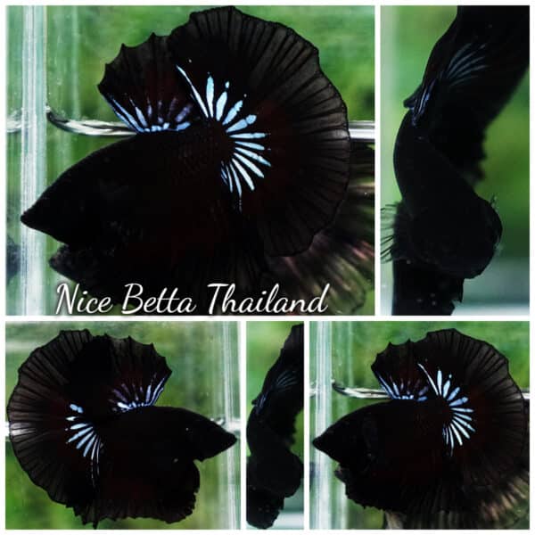 Betta Fish The Black Dread Hawk OHM