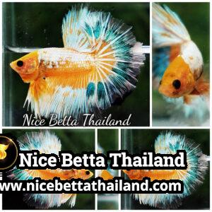 Betta fish Fancy Yellow Star Dust Tricolor OHM