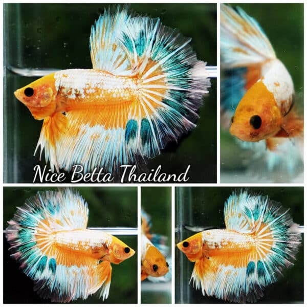 Betta fish Fancy Yellow Star Dust Tricolor OHM