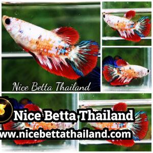 Female Betta Fish Fancy Koi Galaxy HM