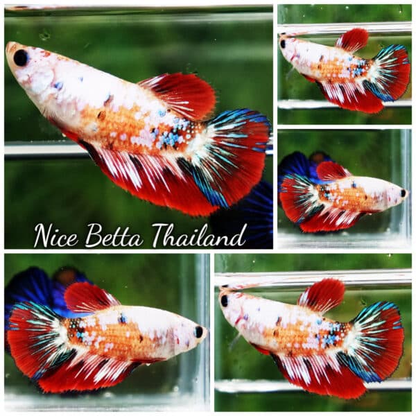 Female Betta Fish Fancy Koi Galaxy HM