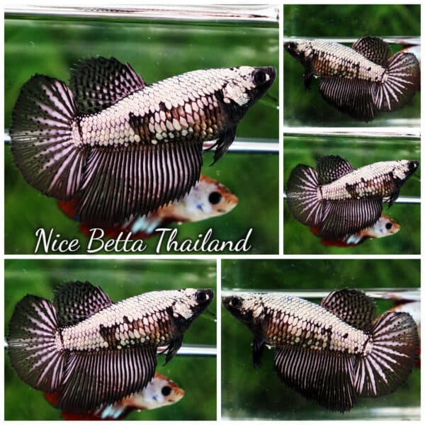 Female Betta Fish Copper Warriors HM