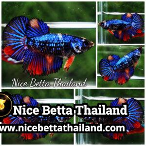 Female Betta Fish Blue Warriors On Fire HM