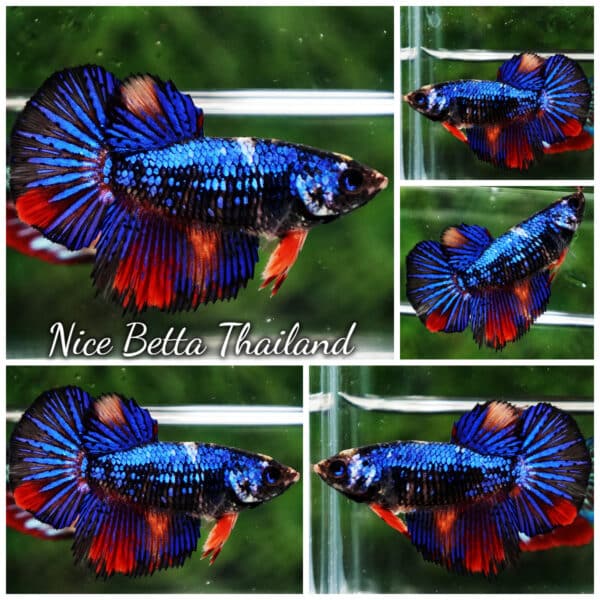 Female Betta Fish Blue Warriors On Fire HM