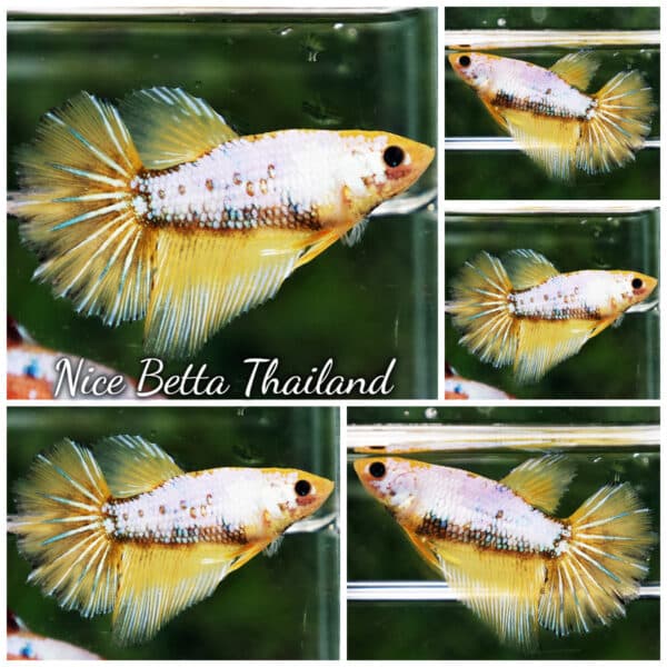 Female Betta Fish Fancy Yellow Star Dust HM