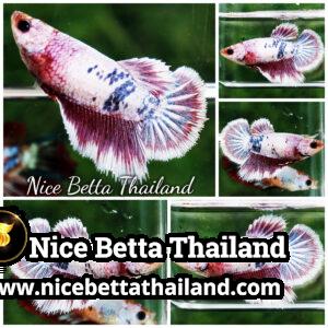 Female Betta Fish Fancy Magical Pony Angle Ring HM