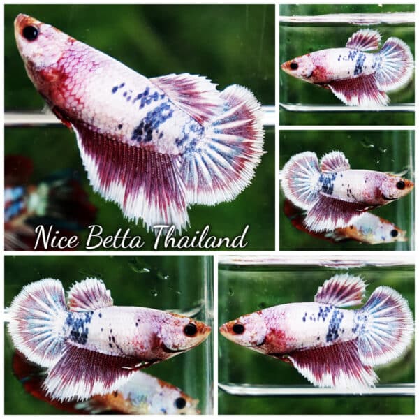 Female Betta Fish Fancy Magical Pony Angle Ring HM