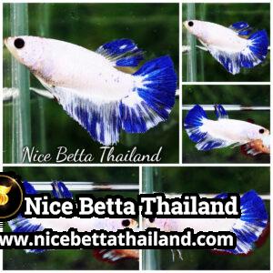 Female Betta fish Blue Rim Marble HM