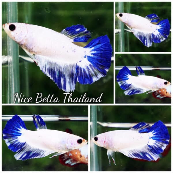 Female Betta fish Blue Rim Marble HM