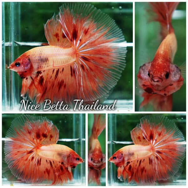 Betta fish Armageddon Meteor Large Size OHM