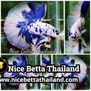 Betta Fish Prince of Blue Marble Dot Hawk OHM