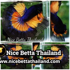 Betta Fish Butterfly King Black Pumpkin OHM