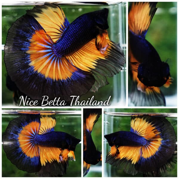 Betta Fish Butterfly King Black Pumpkin OHM