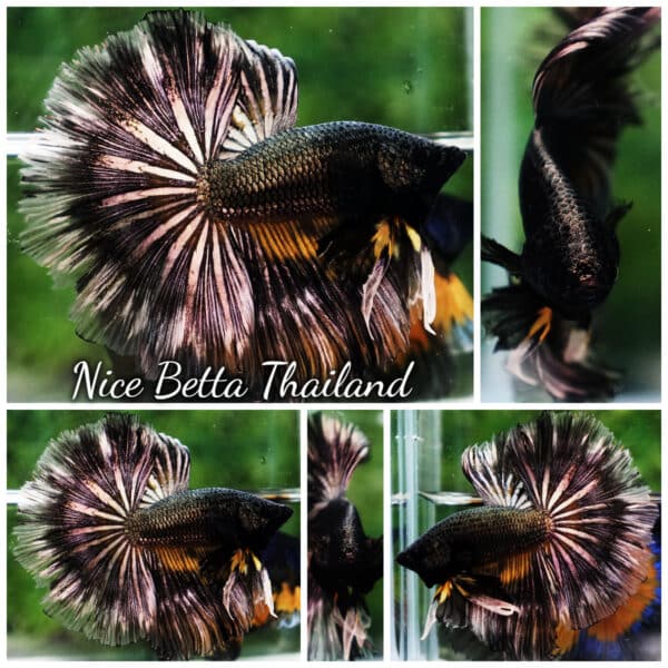 Betta Fish Copper Black Copper Mustard Gas OHM