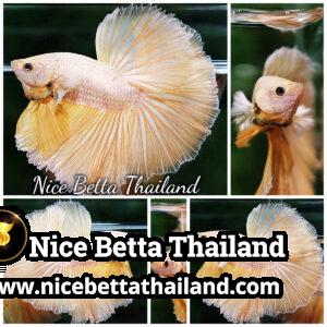 Betta Fish Gold 24K Dragon OHM