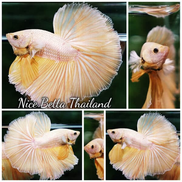 Betta Fish Gold 24K Dragon OHM