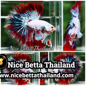 Betta fish King Fancy Red Thunder Hawk OHM