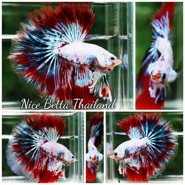 Betta fish King Fancy Red Thunder Hawk OHM