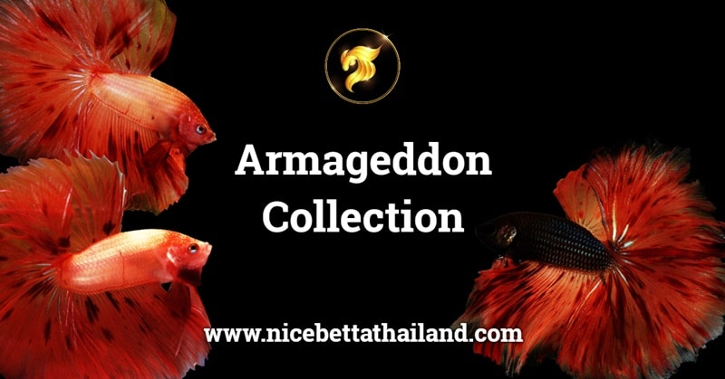 Armageddon betta fish