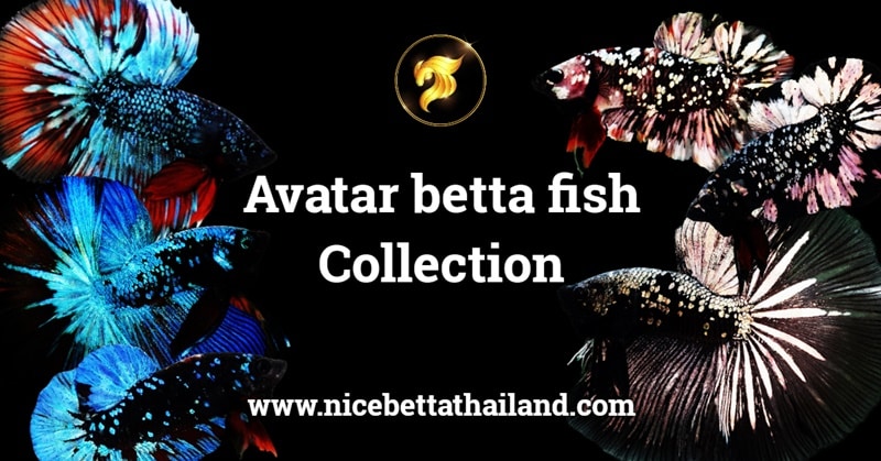 Avatar betta fish