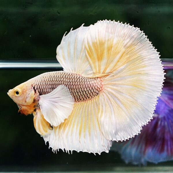 Betta Fish Gold Armor Net Dumbo OHM - Image 2