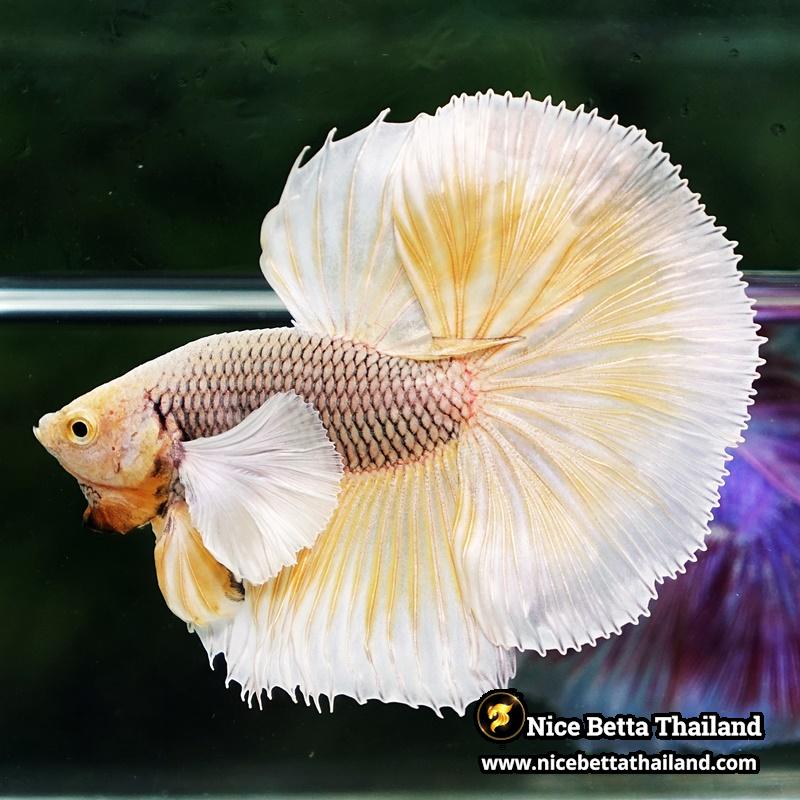 Betta Fish Gold Armor Net Dumbo OHM