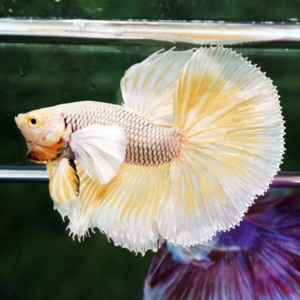 Betta Fish Gold Armor Net Dumbo OHM - Image 4