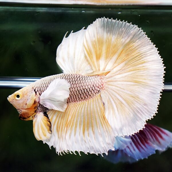 Betta Fish Gold Armor Net Dumbo OHM - Image 6