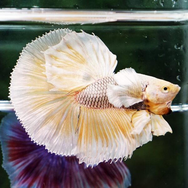 Betta Fish Gold Armor Net Dumbo OHM - Image 7