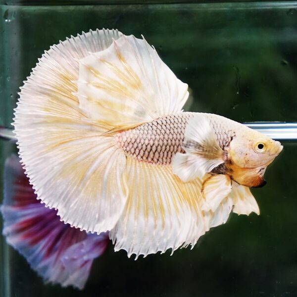 Betta Fish Gold Armor Net Dumbo OHM - Image 3