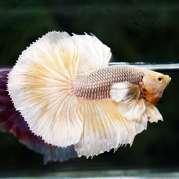 Betta Fish Gold Armor Net Dumbo OHM - Image 5