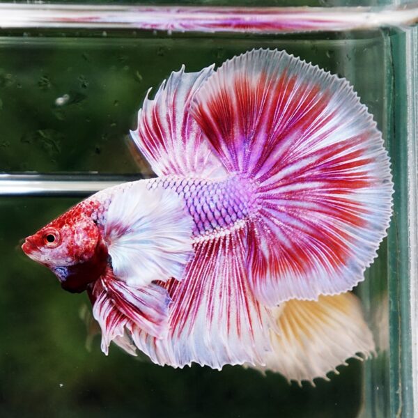 Betta Fish Pink Salamander Dumbo OHM (Comp Grade) - Image 4