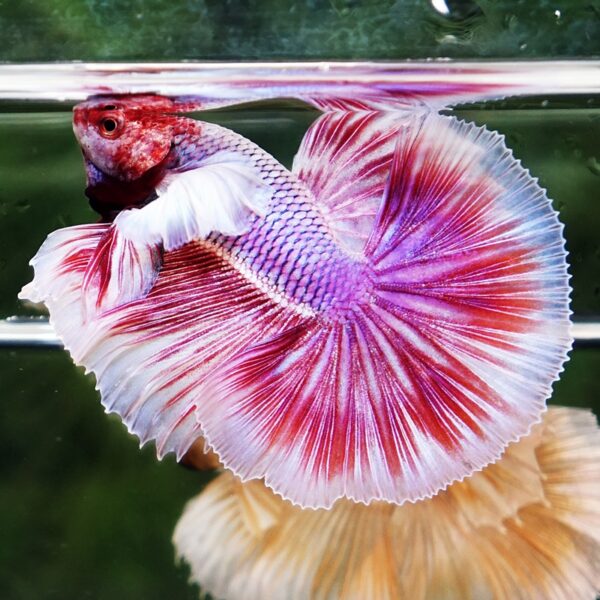 Betta Fish Pink Salamander Dumbo OHM (Comp Grade) - Image 7